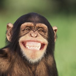 P:\pix\projects\laughter\laugh-chimp-250-1.jpg