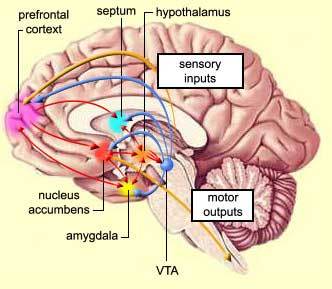 P:\pix\projects\laughter\nucleus_accumbens.jpg