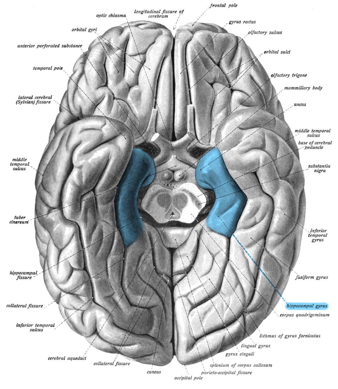 P:\pix\projects\laughter\Sobo_1909_630_-_Parahippocampal_gyrus.png