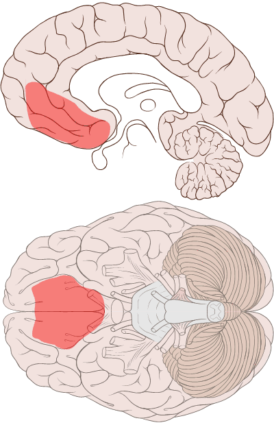 P:\pix\projects\laughter\Ventromedial_prefrontal_cortex.png