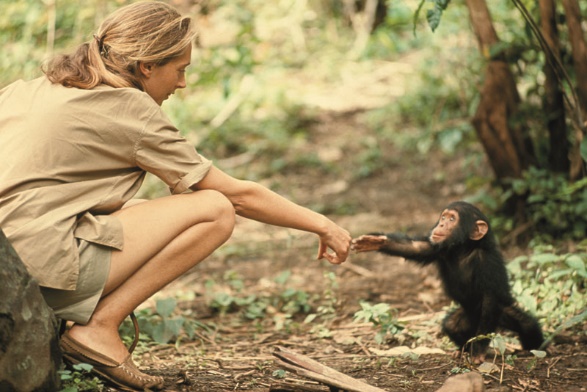 G:\pix\projects\west\jane goodall22.jpg