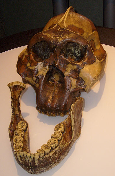 390px-Paranthropus_boisei_skull.jpg