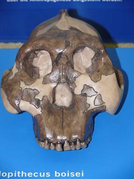 449px-Australopithecus_boisei_P1060081.jpg