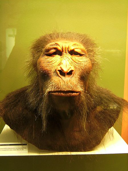 450px-Paranthropus_boisei.JPG