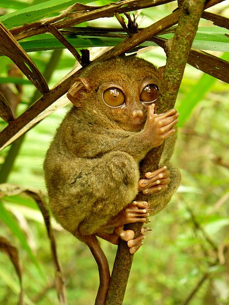 450px-Tarsier_Hugs_Mossy_Branch.jpg