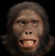 4australopithecusafricanus34.png