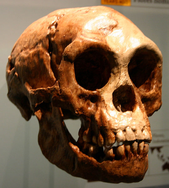 539px-Homo_floresiensis.jpg