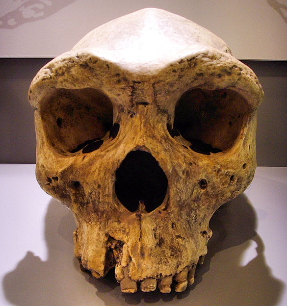 563px-Broken_Hill_Skull_(Replica01) homo rodesiensis.jpg