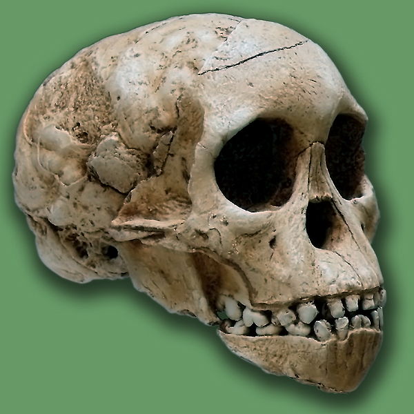 600px-Taung's_child.jpg