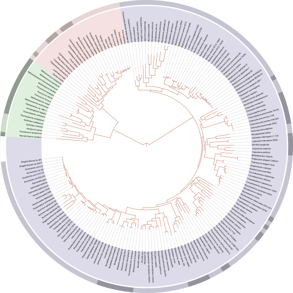 600px-Tree_of_life_SVG