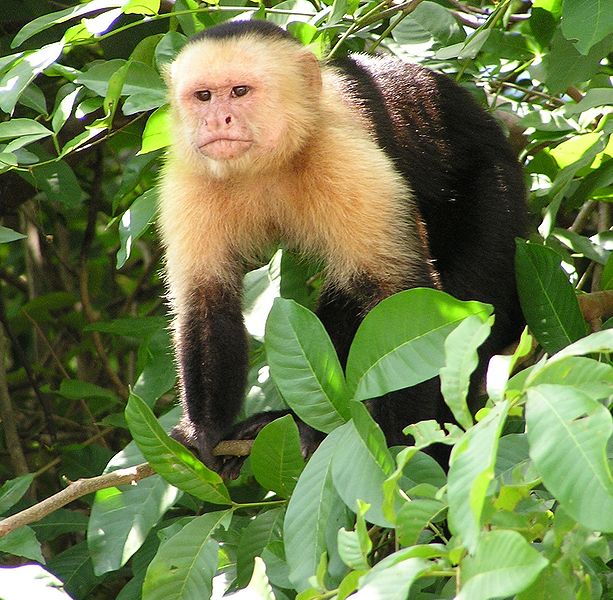 613px-Capuchin_Costa_Rica.jpg