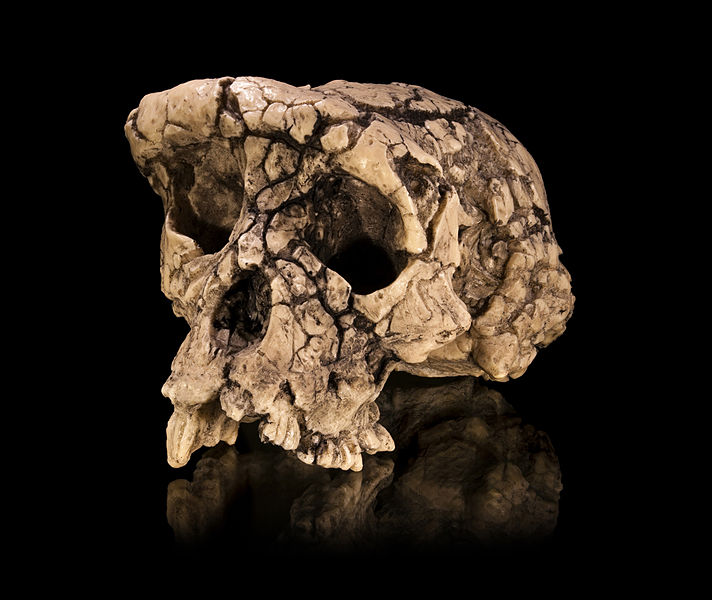 712px-Sahelanthropus_tchadensis_-_TM_266-01-060-1.jpg