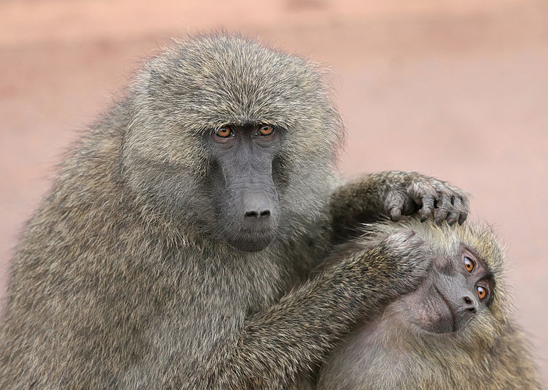 800px-Grooming_monkeys_PLW_edit.jpg