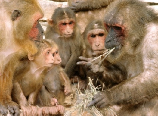 800px-Macaca_arctoides.png