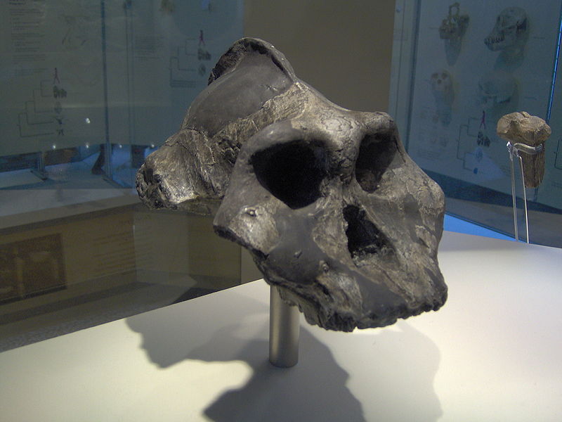 800px-Paranthropus_aethiopicus.JPG