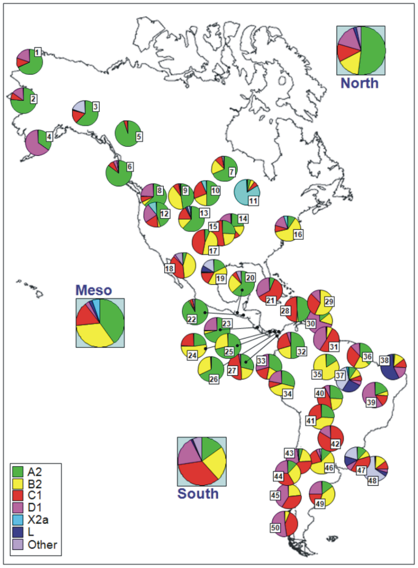 G:\pix\projects\هاپلوگروه\+2000 Frequency_distribution_of_the_main_mtDNA_American_haplogroups_in_Native_American_populations.png