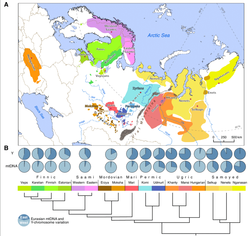 G:\pix\projects\هاپلوگروه\+2000 Geographic-distribution-of-the-Uralic-speaking-populations-and-the-schematic-tree-of-the.png