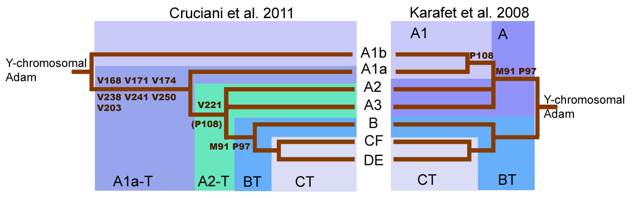 G:\pix\projects\هاپلوگروه\+2000 Haplogroup_A_tree.png