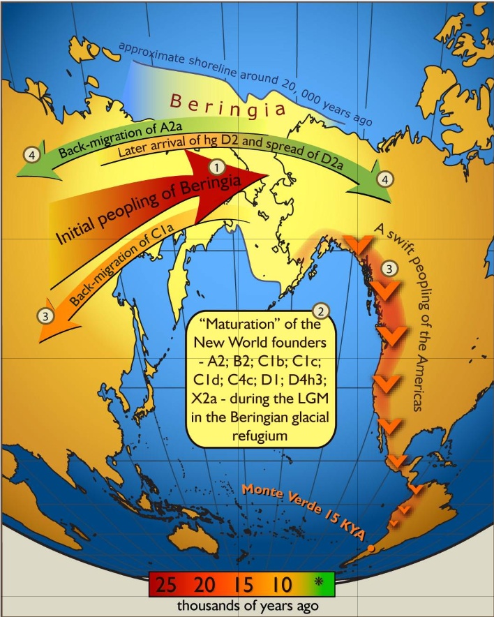 G:\pix\projects\هاپلوگروه\-20000 Map_of_gene_flow_in_and_out_of_Beringia.jpg