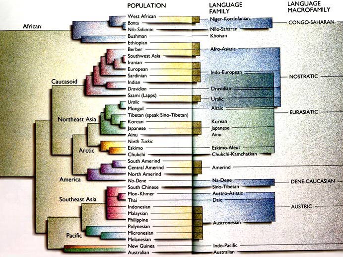 G:\pix\projects\هاپلوگروه\-4000 genes_language family tree- page 228.jpg