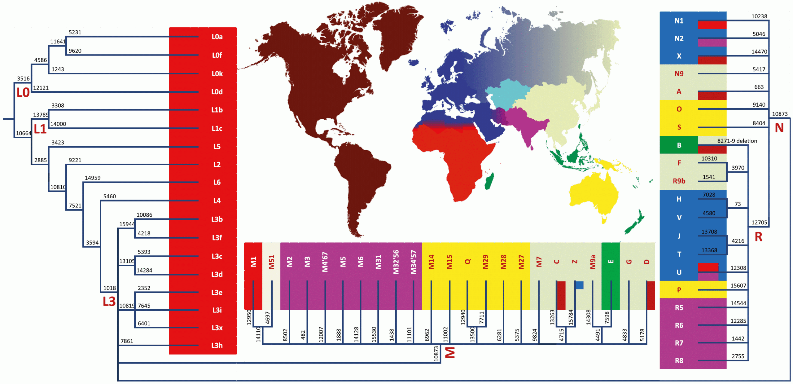 G:\pix\projects\هاپلوگروه\-50000 MtDNA_haplogroup_tree_and_distribution_map.gif