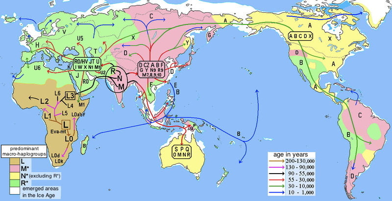 G:\pix\projects\هاپلوگروه\-60000 Human_migrations_and_mitochondrial_haplogroups.PNG