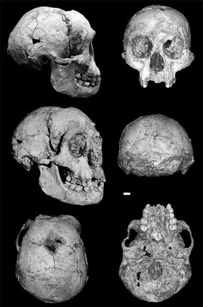 homo-floresiensis.jpg