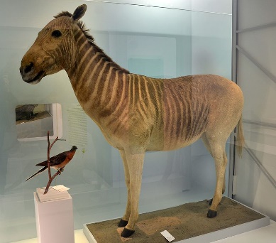 https://upload.wikimedia.org/wikipedia/commons/thumb/7/73/Quagga_Naturhistorisches_Museum_Basel_27102013_3.jpg/800px-Quagga_Naturhistorisches_Museum_Basel_27102013_3.jpg