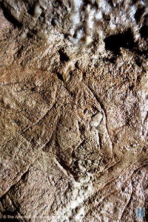 Les Combarelles in the Dordogne France about 13,000 YA Close up of the feline head. The wall appears to have had subsequent calcification. The small rock represents the cave lion's eye