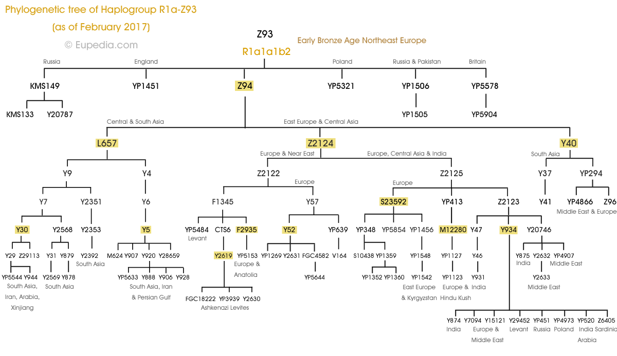 Phylogenetic tree of haplogroup R1a-Z93 (Y-DNA) - Eupedia