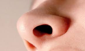 Image result for nose