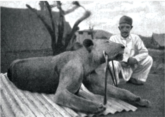 https://upload.wikimedia.org/wikipedia/commons/4/48/Second_Tsavo_lion.png