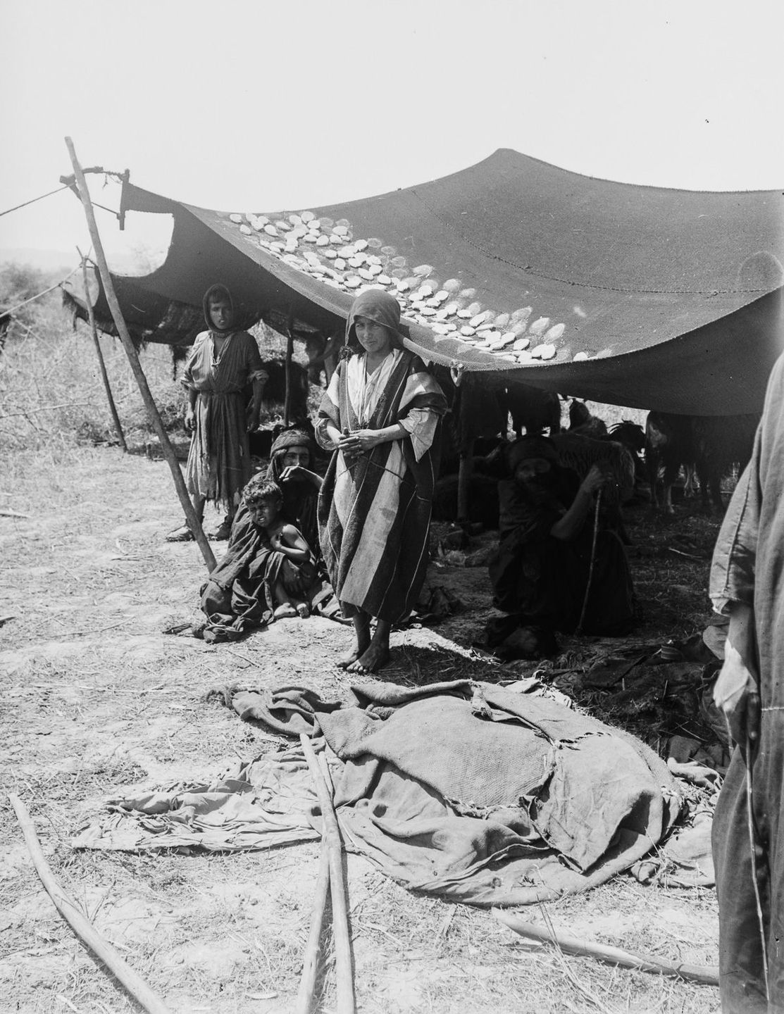 G:\pix\1898 ذبلب American Colony Photo Department, (later the Matson Photo Service), took these pictures of Bedouins in Egypt, the Sinai, Palestine and Jerusalem.jpg