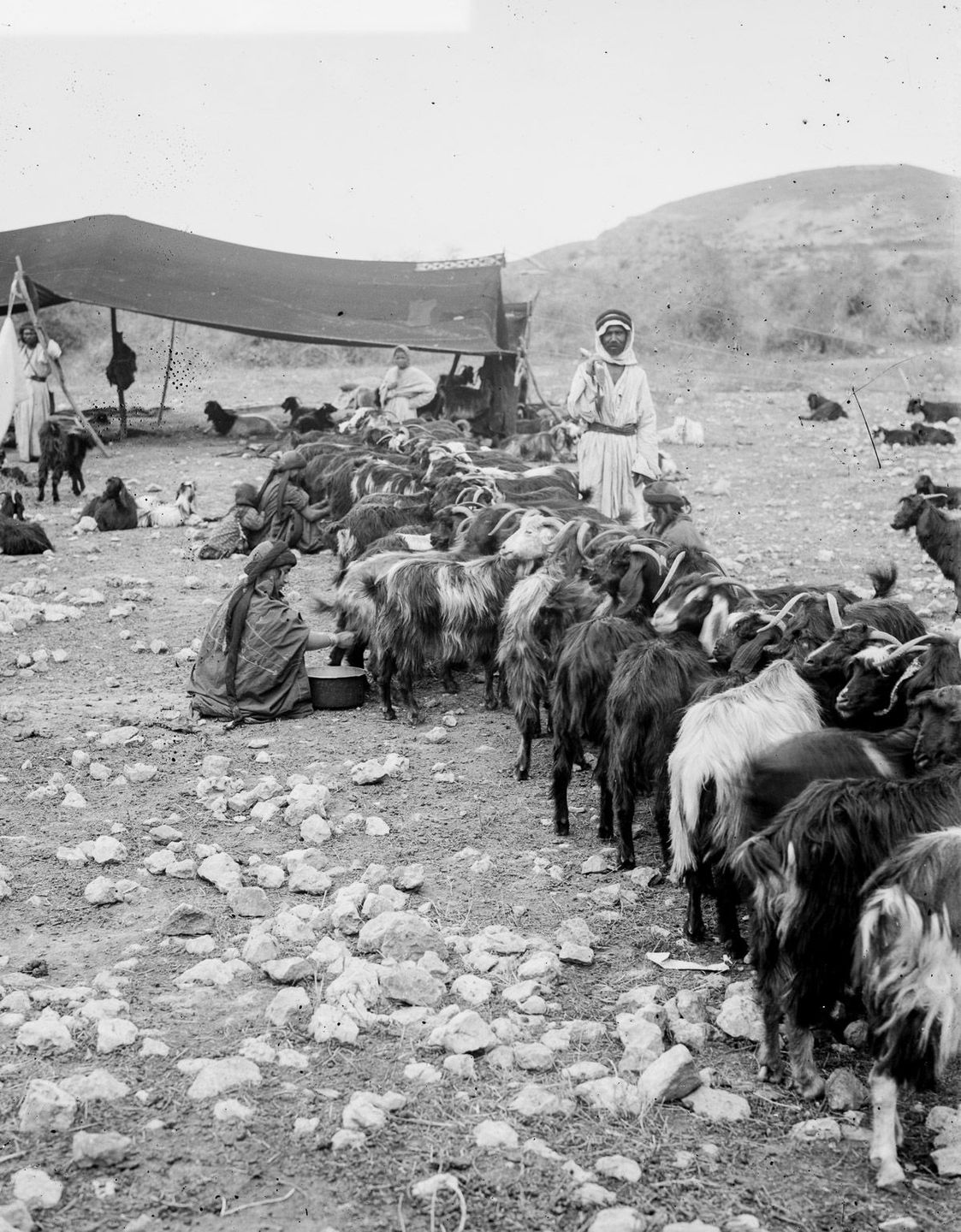 G:\pix\1898 للبلی American Colony Photo Department, (later the Matson Photo Service), took these pictures of Bedouins in Egypt, the Sinai, Palestine and Jerusalem.jpg