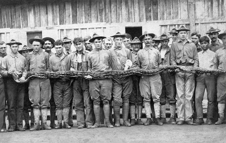 G:\pix\projects\west\sorted\1901 Soldiers holding a python they found during the Philippine–American War between 1899-1902..jpg