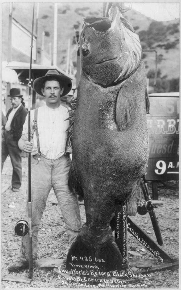 G:\pix\projects\west\sorted\1903 world record giant Black Sea Bass weighing 425lbs caught near Santa Catalina Island, 1903.jpg