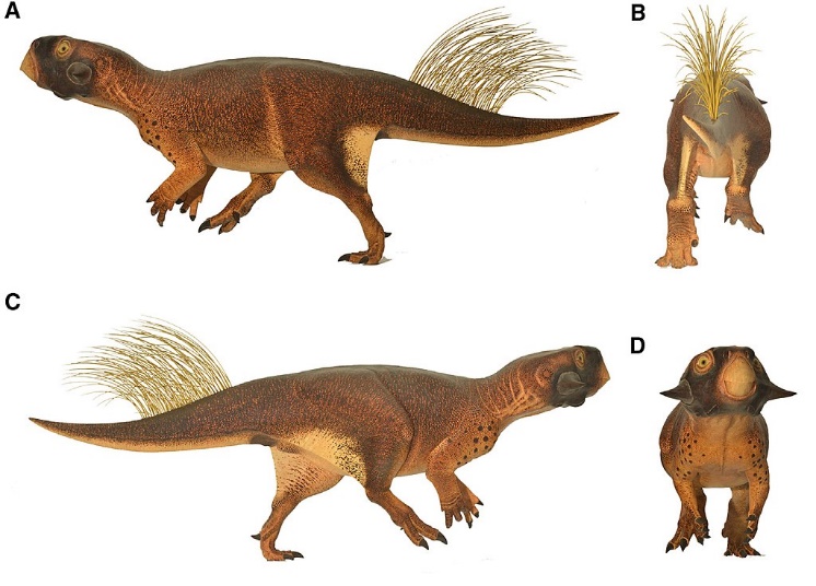 https://upload.wikimedia.org/wikipedia/commons/thumb/3/32/Psittacosaurus_model.jpg/1024px-Psittacosaurus_model.jpg